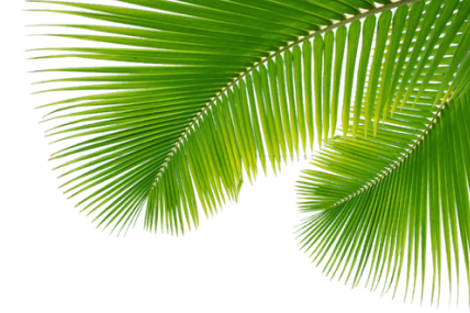 palmeira topo
